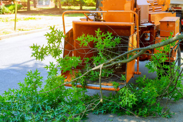 Tree Health Inspection in Farmington, NM